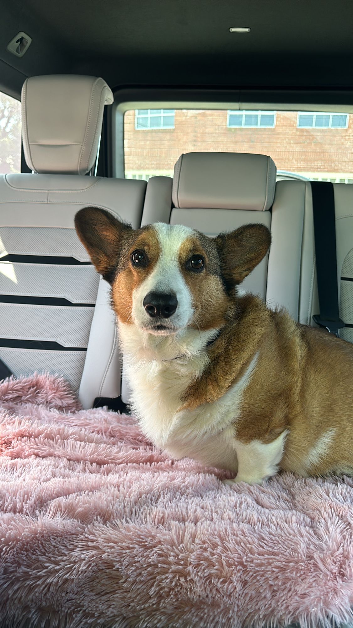 Their corgi riding along in the car